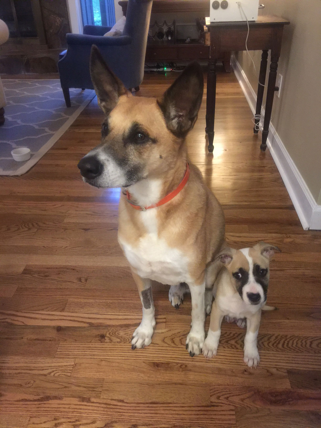 dexter and bandit